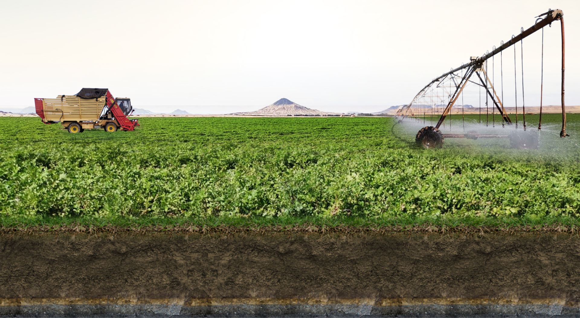 OUR VIRGIN LAND & SOIL